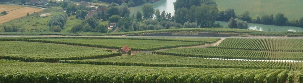 Vigne terroir champagne